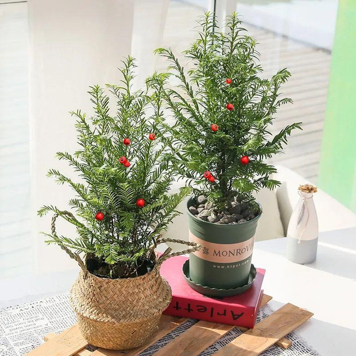 Cây thông đỏ có những ý nghĩa rất tốt như: may mắn, sức khỏe trường thọ, khao khát tình duyên, sang trọng và kiêu hãnh, lại có thể canh giữ nhà cửa và xua đuổi tà ma nên đã trở thành loại cây được nhiều người yêu thích. Hiệu ứng màu đỏ tươi của quả thông đỏ cùng với màu xanh ngọc bích của lá trông như một "cảm giác sang trọng" và viên mãn.