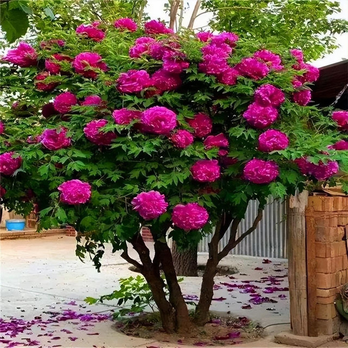 2. Cây cảnh: Mẫu đơn. Cây cảnh mẫu đơn đóng vai trò mạnh mẽ trong phong thủy. Nếu bạn nuôi một bông hoa mẫu đơn, thế hệ tương lai sẽ được hưởng lợi. Vì vậy, mẫu đơn được người xưa và người hiện đại vô cùng yêu thích.
