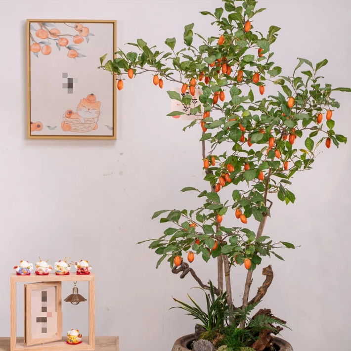1. Cây cảnh: Hồng đá. Cây cảnh hồng đá (tên tiếng Anh là Diospyros cathayensis hoặc Cathay persimmon) có giá trị làm cảnh rất cao kể cả khi chúng chỉ có lá, ra hoa hoặc ra quả.
