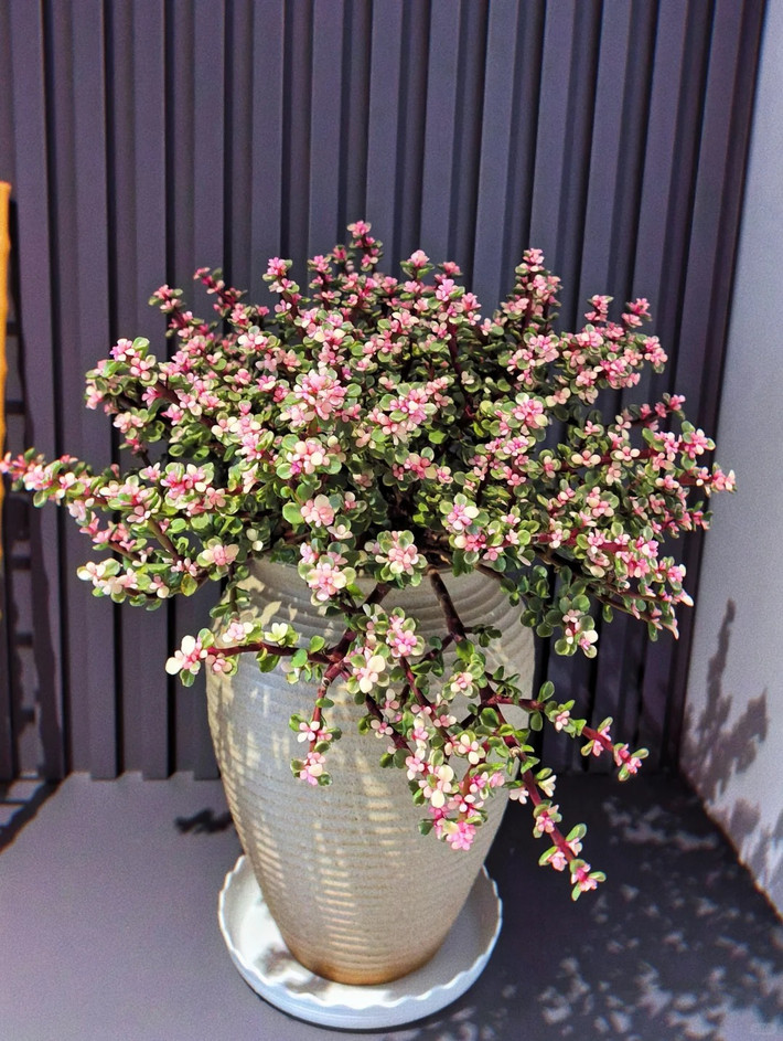 1. Người xưa nói: Cành vàng lá ngọc nở rộ, gia đình đón điềm lành. Cành vàng lá ngọc là một loài hoa mọng nước xinh đẹp với cành và lá nhiều thịt, ngoài ra lá còn tròn và đầy đặn, mập mạp và sáng bóng như những đồng xu nhỏ. 