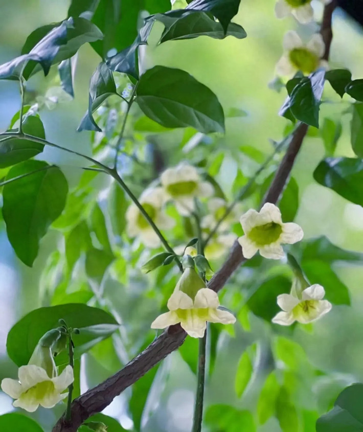 3. Người xưa nói: Hạnh phúc nở hoa, gia đình hòa thuận. Nhiều người trồng một chậu cây hạnh phúc trong phòng khách vì lá của cây hạnh phúc rậm rạp, xanh bóng, cành cao nên trông rất bắt mắt.