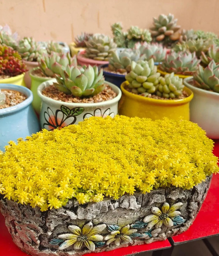 6. Người xưa nói: Trồng cỏ vàng trong nhà, thành công, phát tài. Cỏ vàng (Sedum japonicum) là một loại cây mọng nước, có lá nhỏ và mềm khi có đủ ánh sáng mặt trời, màu vàng óng trông có vẻ lễ hội và may mắn. Theo người xưa, ý nghĩa của nó là: vạn lượng vàng và thành công nhanh chóng.