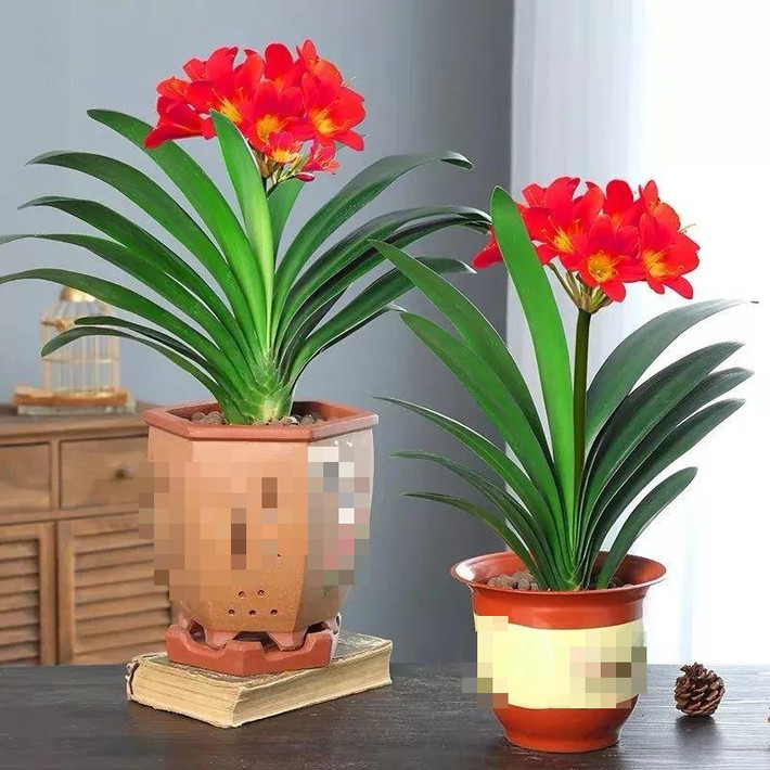 1. Người xưa nói: Trồng lan quân tử trong nhà, gia đình hòa thuận, giàu có. Hoa và lá của lan quân tử rất đẹp. Lá của nó khỏe như một thanh kiếm, có đường nét rõ ràng và lá màu xanh tươi rất bắt mắt khi để ở nhà. Một chậu cây có thể nở ra hàng chục bông hoa, hoa có màu sắc rực rỡ, quý phái và lộng lẫy. (Ảnh minh họa Toutiao)