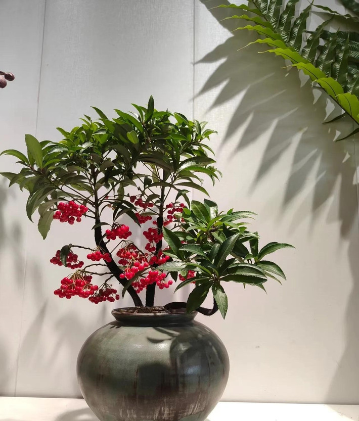 2. Người xưa dặn: Trồng kim ngân lượng, tài lộc đầy nhà. Chỉ cần nghe tên của cây cảnh này là bạn đã biết ý nghĩa của nó là mang lại tiền tài mà chúng ta thường gọi là “hoa tài lộc”.Ảnh minh họa Toutiao