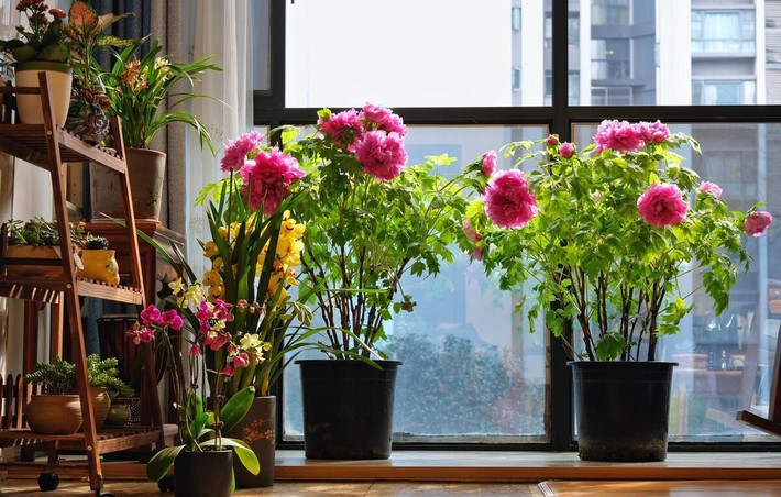 4. Người xưa nói: Trồng hoa mẫu đơn, gia đình phú quý. Hoa mẫu đơn cũng là loài hoa mà người ta thường gọi là loài hoa phú quý. Việc đặt một chậu cây trong nhà vừa giàu sang, cát tường, tượng trưng cho sự phú quý, thịnh vượng.