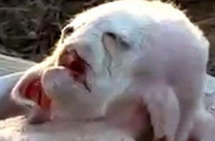 Người ta gọi chú sơn dương vừa được phát hiện ở Palestine này sinh vật đến từ hành tinh khác, bởi nó có khuôn mặt giống hệt loài người.