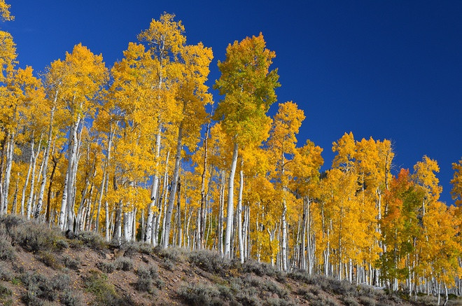 Hay Pando - khu rừng ở Utah (Mỹ) mọc từ một cây duy nhất, ước tính khoảng 80.000-100.000 năm tuổi. Ảnh: Cafe-sciences.