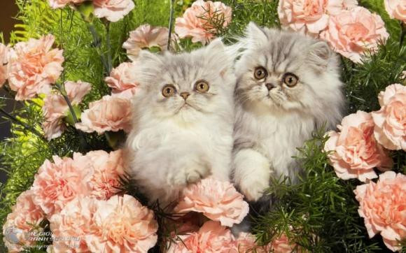 Tuổi Mão. Vốn là con giáp đa sầu đa cảm, nội tâm phong phú nên không ít lần tuổi Mão vì cả tin mà lâm vào cảnh tiền mất tật mang.