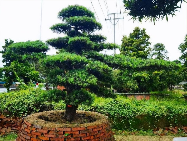Cây tùng La Hán sinh trưởng khá chậm nhưng có tuổi thọ rất cao. Theo người xưa, cây tùng La Hán còn được mệnh danh là “cây cất giữ của cải”, "cây tài lộc" bởi vì khi cây cảnh này nhiều tuổi rất có giá trị về kinh tế. Theo người xưa, đây là cây cảnh "gia truyền" được cha ông để lại cho con cháu, có ý nghĩa tốt đẹp, tạo phúc cho thế hệ mai sau.