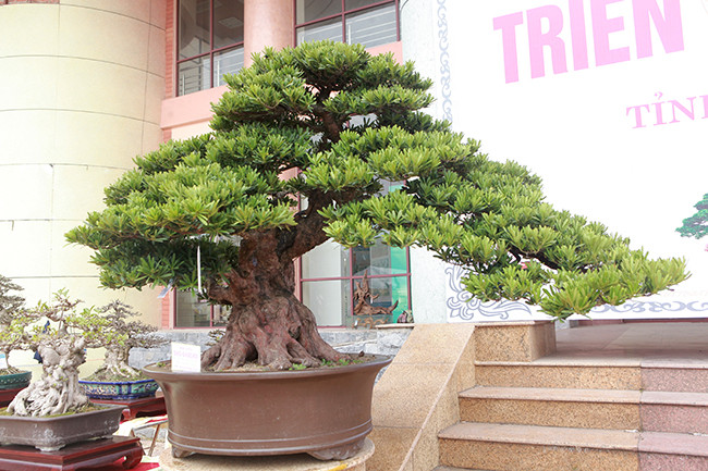 Một cây cảnh tùng La Hán có thể truyền từ đời này qua đời khác, cây cành nhiều tuổi càng có giá. Từ xa xưa đến nay, cây cảnh tùng La Hán thường được các gia đình giàu có yêu thích. Dù là khu vườn nhỏ, trong sân hay trong nhà, nhiều gia đình giàu có đều thích bày cây cảnh tùng La Hán.