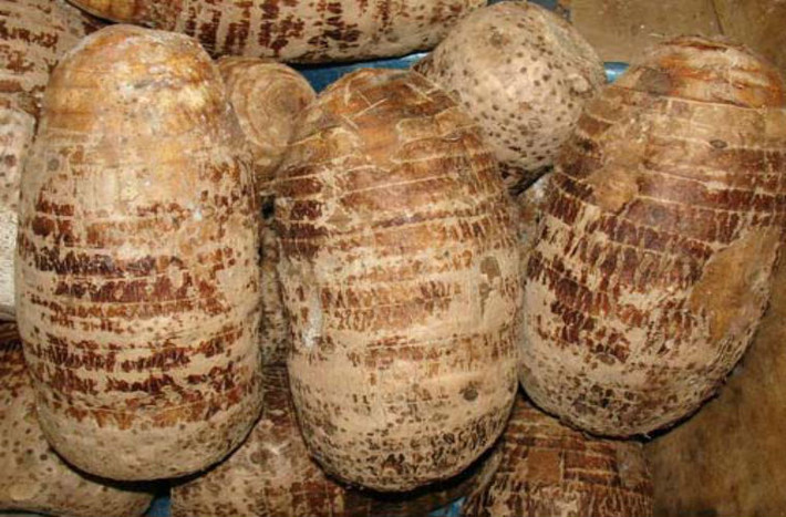 Khoai môn: Giàu tinh bột, protein, carbohydrate, canxi, phốt pho, sắt và các nguyên tố vi lượng khác. Khoai môn mềm, dễ tiêu hóa, là thực phẩm tuyệt vời dành cho trẻ và người già.