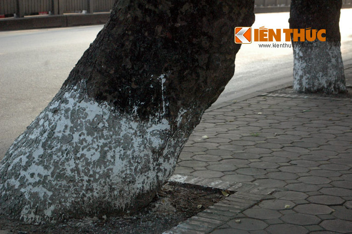 Những gốc xà cừ lớn, thân xù xì mang dấu ấn của thời gian.