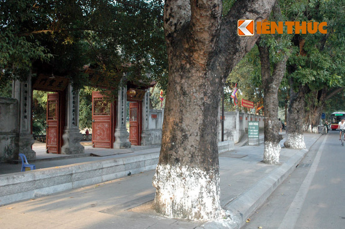 Hàng xà cừ trước đền Voi Phục.
