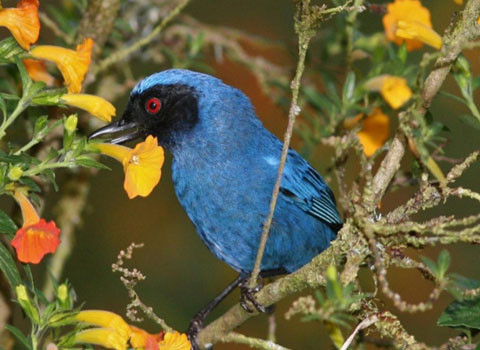 Chim chim đục hoa (flowerpiercer). Nếu như các loài côn trùng và chim ruồi phải uống mật thông qua cánh hoa hay những cấu trúc đặc biệt khác mà không tránh được việc phải chạm vào phấn hoa, thì loài chim đục hoa lại dùng một cách khác đơn giản, hiệu quả triệt để hơn. Chúng đục lỗ ngay tại cuống hoa, điều này cho phép chúng hút được hết mật hoa và thụ phấn miễn phí cho hoa như những loài vật khác.