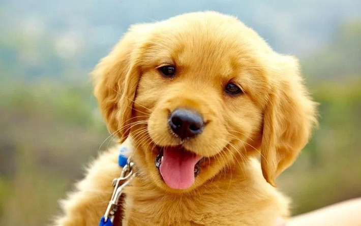 10 ngày tới đây, người tuổi Tuất có vận may tăng cao. Mọi nỗ lực của họ có thể gặt hái được kết quả như ý. Người tuổi này đừng nản lòng trước mỗi khó khăn, hãy làm việc chăm chỉ, cần cù nhất có thể.