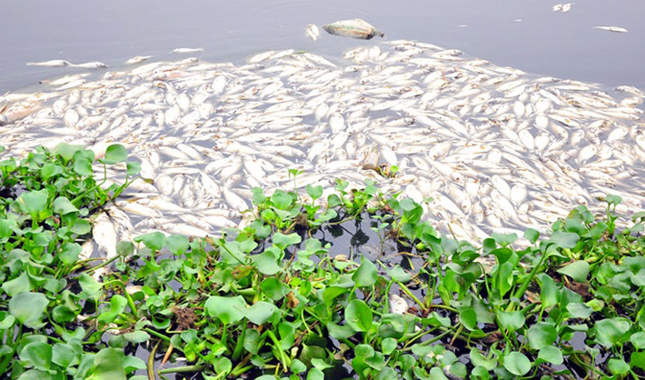 Cá chết trắng sông Châu Giang.