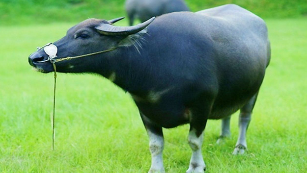 Thời gian này, Sửu có nhân duyên tốt, ra cửa gặp quý nhân, cuộc đời hanh thông. Con giáp này từng bước tạo ra bước ngoặt trong công việc, sự nghiệp không ngừng lên cao, khiến ai cũng phải ghen tị.