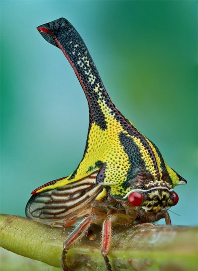 Bọ gai: Là thành viên phổ biến và rộng rãi của gia đình Membracidae, và có họ hàng với loài ve sầu. Con trưởng thành thường có màu xanh lá cây hoặc màu vàng với đường đỏ và vạch nâu, có thể đạt đến chiều dài xấp xỉ 10 mm. Những chiếc gai dài trên cơ thể loài bọ gai này làm nản lòng những loài động vật có ý định ăn thịt nó.