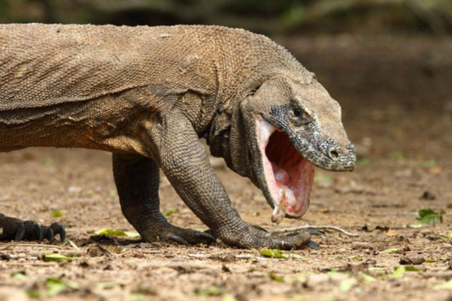 Hòn đảo Komodo của Indonesia là "quê hương" của rồng Komodo, loài thằn lằn lớn nhất thế giới có họ gần với khủng long. Chúng đang đối diện nguy cơ tuyệt chủng vì mất cân bằng giới tính và điều kiện sống thu hẹp.
