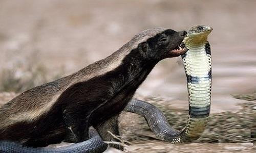 Theo National Geographic, lửng mật là loài có khả năng năng kháng độc. Nọc rắn hổ mang cũng không thể giết chết chúng. Tất cả loài rắn độc đều bị chúng biến thánh bữa ăn ngon lành.