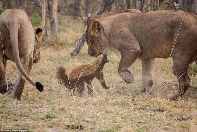 Theo National Geographic, lửng mật (tên khoa học Mellivora capensis) là loài động vật có vú thuộc họ chồn. Các nhà khoa học đang nghiên cứu khả năng đặc biệt này của lửng mật ong, nhằm tìm ra chất chống nọc rắn tự nhiên.