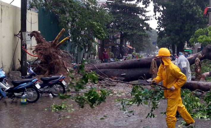 Cây bật gốc chắn hết đường.