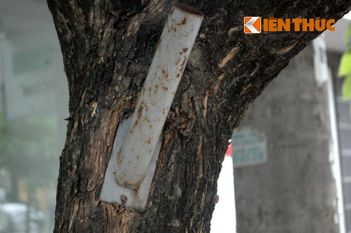 Trước số nhà 231 đường Lê Duẩn, Hà Nội có hàng loạt cây xanh đang phải "nút" sắt làm nơi cắm cờ.