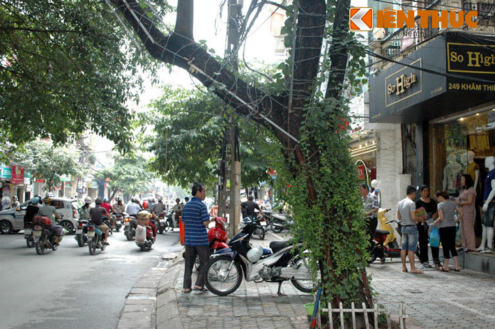 Còn đây là cây xanh trên phố Khâm Thiên, quận Đống Đa, Hà Nội, người ta đưa ra sáng kiến bảo vệ cây bằng cách "bó" sắt quanh thân cây.