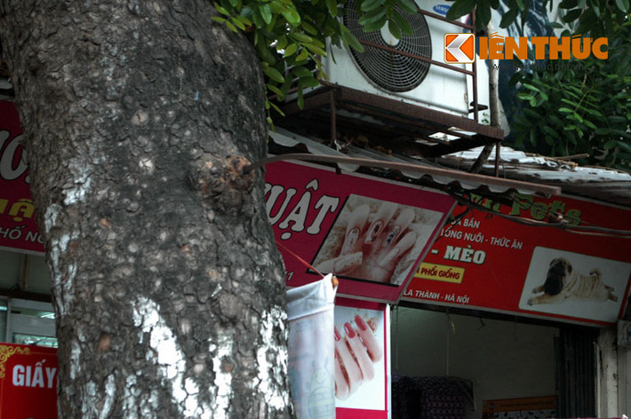 Cây xanh tự nhiên "đẻ" ra cây sắt rất dài.