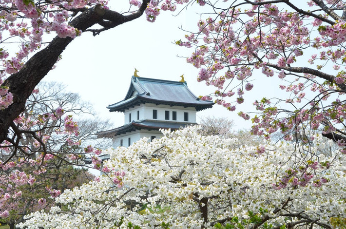 Nếu Okinawa là tỉnh cực Nam của Nhật Bản thì Hokkaido chính là tỉnh cực Bắc. Hàng năm, loài hoa biểu tượng của đất nước mặt trời mọc thường khoe sắc tại đây vào đầu tháng 5. Ảnh: Kyodo.