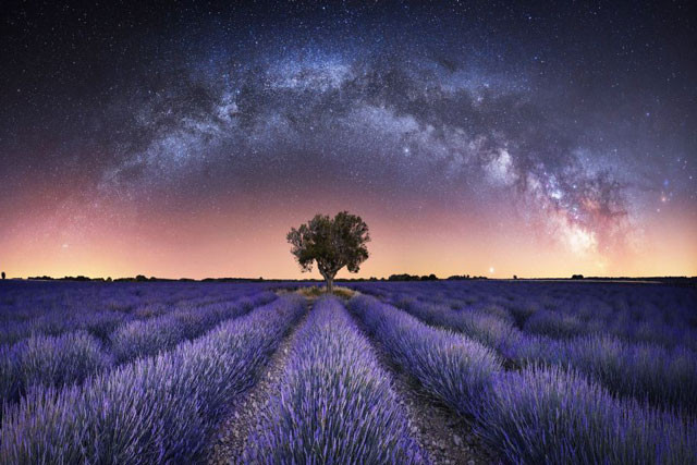 ải ngân hà trên cánh đồng hoa oải hương ở Valensole, Pháp.