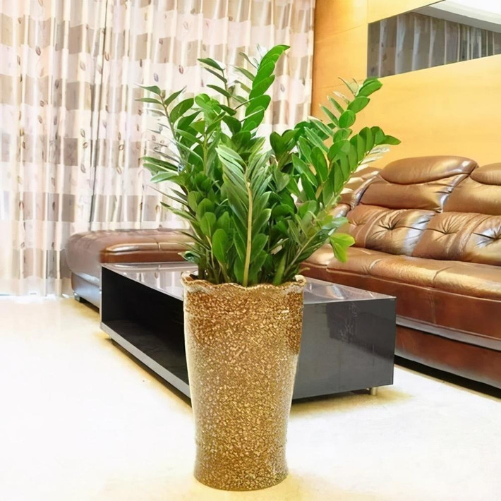 3. Cây cảnh: Kim tiền. Không quá lời khi nói rằng cây kim tiền là một chiếc “hũ đựng tiền”, bởi ý nghĩa của nó là tiền sẽ chảy vào, thu hút của cải và tài lộc. Trồng cây cảnh này trong nhà đồng nghĩa với việc giàu có và hạnh phúc hơn.Ảnh minh họa Toutiao