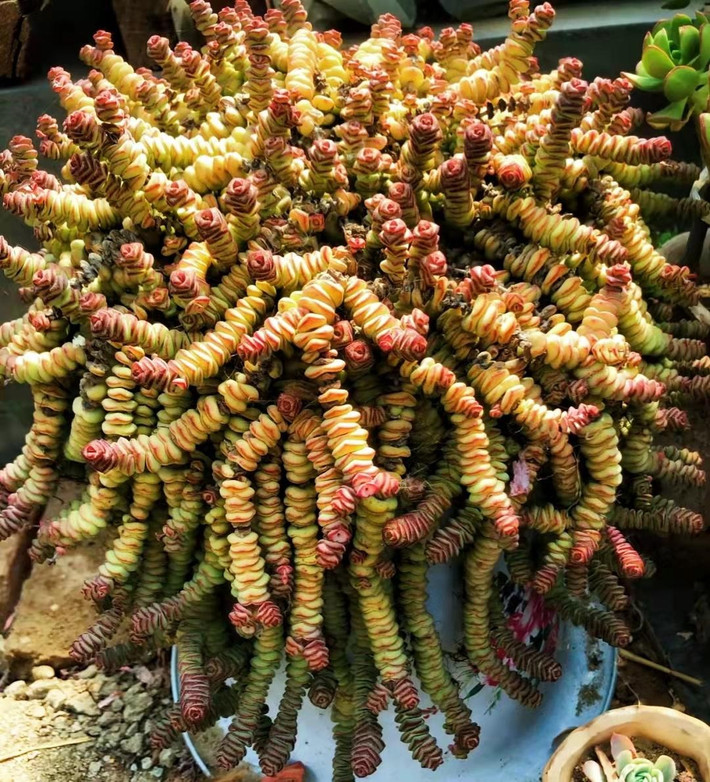 Với nét đẹp nổi bật, độc đáo sen đá chuỗi tiền được nhiều người ưa chuộng làm quà tặng, trang trí để bàn, văn phòng làm việc. Sen đá biểu tượng cho sự bình yên, giúp xua tan những lo toan, muộn phiền trong cuộc sống. Ngoài ra, sen đá chuỗi tiền còn giúp mang lại may mắn, tài lộc cho gia chủ khi trưng ở trong nhà.Ảnh minh họa Toutiao