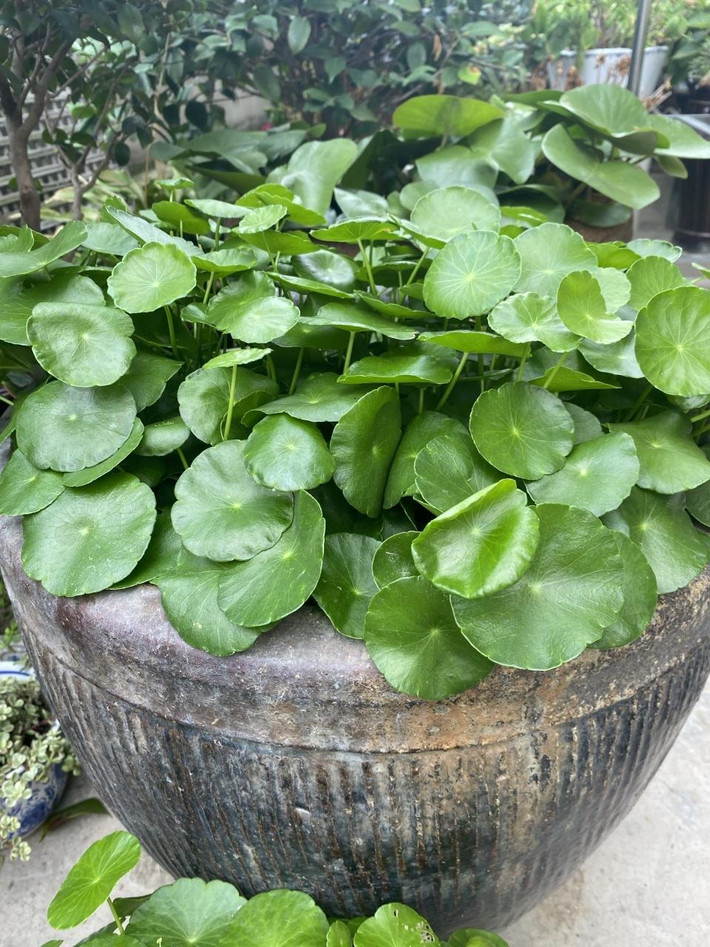 Lá tròn cũng tượng trưng cho “phú quý nở hoa”, luôn xanh tốt, mơn mởn tượng trung cho sự sính sôi, nảy nở, tài lộc thăng hoa. Cỏ đồng tiền là một trong ít những loài cỏ hiếm hoi được "lên ngôi" thành cây cảnh yêu thích. Ảnh minh họa Toutiao