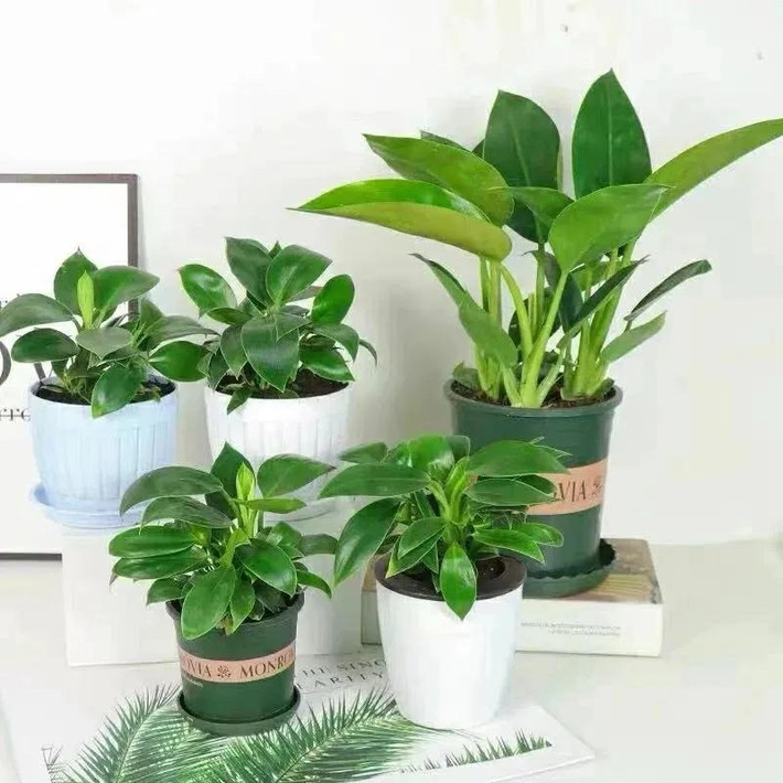 1. Cây cảnh: Kim cương vàng. Kim cương vàng có có tên gọi thông dụng hơn là trầu bà Rojo Congo tên tiếng Anh thường gọi là Rojo Congo Philodendron hoặc Red Congo, tên khoa học là Philodendron tatei ‘Rojo Congo’, thuộc họ Ráy (Araceae), chi Trầu bà (Philodendron). Nó còn có cái tên gọi hay ho là kim cương vàng.Ảnh minh họa Toutiao