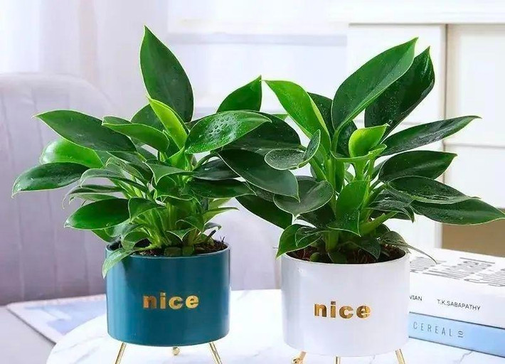 Cây cảnh này có thân ngắn, những chiếc lá lớn mập mạp, xanh mướt, bóng dầu, tràn đầu sức sống. Đây là một loại cây lai được biết đến với tán lá tươi tốt và màu đỏ và xanh lá cây độc đáo. Ảnh minh họa Toutiao