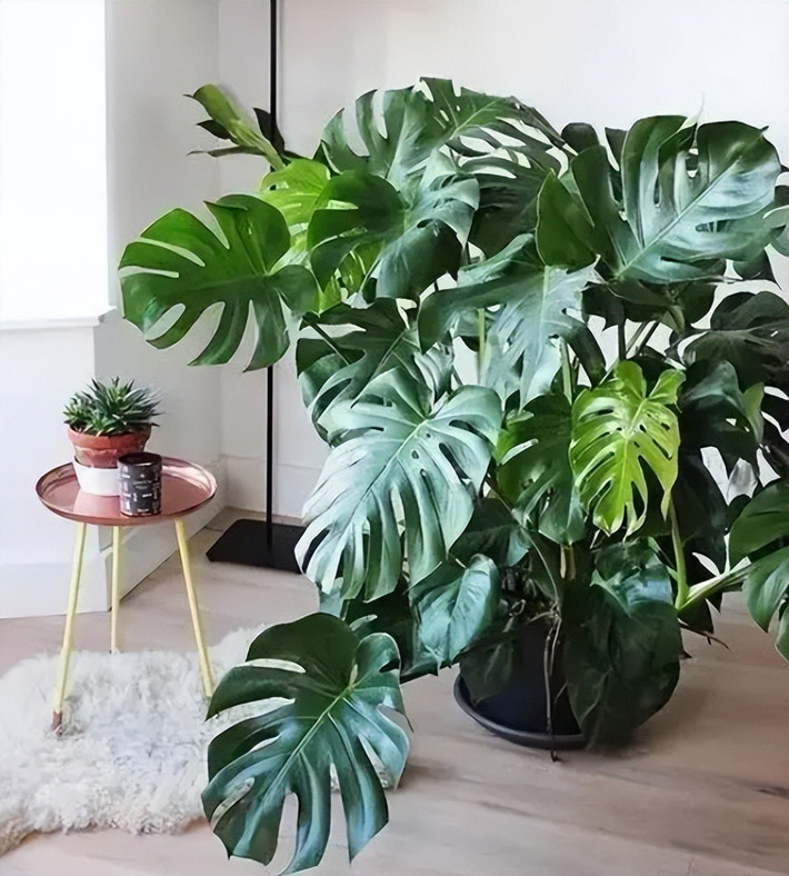 Hình dáng như cánh quạt, phiến lá dài hình thùy như lông chim đối xứng đại diện sự cân bằng, sức sống mãnh liệt nên được gắn với ý nghĩa bình an, may mắn, vạn sự như ý nên rất được nhiều người ưa chuộng. Là một trong những cây có lá lớn nhất, trầu bà lá xẻ cũng có ý nghĩa thu hút tài lộc, may mắn vào nhà. Ảnh minh họa Toutiao