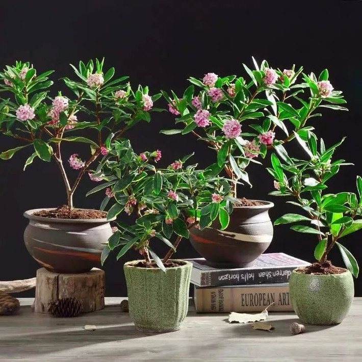 Cây cảnh này cây bản địa Trung Quốc và Nhật Bản. Nó nổi tiếng về cả màu sắc, hình dáng lẫn ương thơm. Lá của cây cảnh này khá tươi tốt, hoa nở nhiều, màu hồng tím rất đẹp. Ảnh minh họa SH