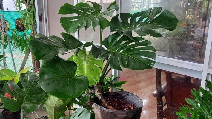 Chúng có tác dụng rất lớn trong đời hàng ngày, lá to mập có thể hấp thụ formaldehyde trong nhà và các loại khí độc hại khác, đồng thời giải phóng oxy trong lành qua quá trình quang hợp, có lợi hơn cho sức khỏe của gia đình bạn.