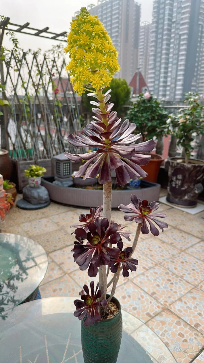Một số loại hoa mọng nước cũng sẽ khiến cây mẹ bị chết, vì vậy việc ra hoa mọng nước không phải là một dấu hiệu tốt. Theo người xưa, điều này cũng là điều không may mắn đối với phong thủy gia đình.