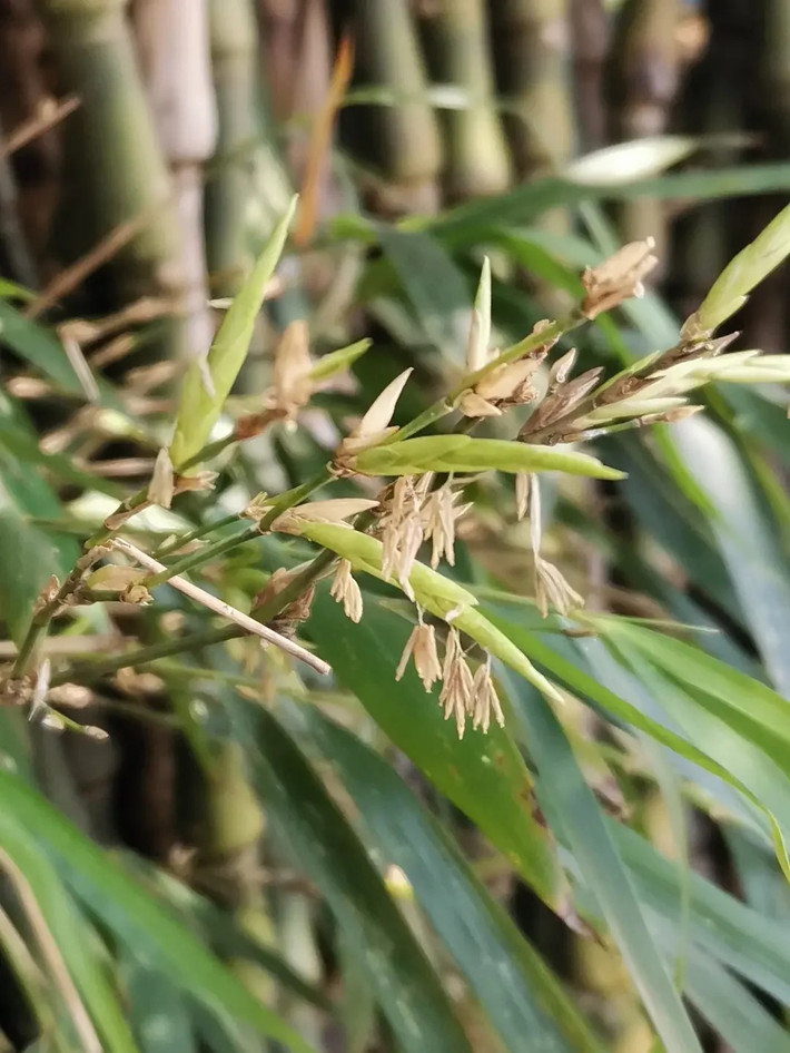 Một số người có thể không biết cây tre có thể nở hoa. Hoa tre trăm năm mới nở một lần. Một khi tre nở hoa có nghĩa là tre sẽ chết, điều này cũng sẽ ảnh hưởng đến vận may, tài lộc của gia đình.