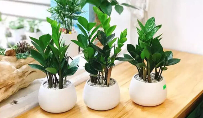 Điều này là do lá của nó giống như những đồng tiền cổ và được treo khắp cành nên còn được gọi là cây may mắn. Hơn nữa cây kim tiền được xem là cây chủ đạo thanh lọc và điều hòa không khí, luôn đem lại một bầu không khí trong lành, thông thoáng xen lẫn màu xanh mát mẻ cho không gian.