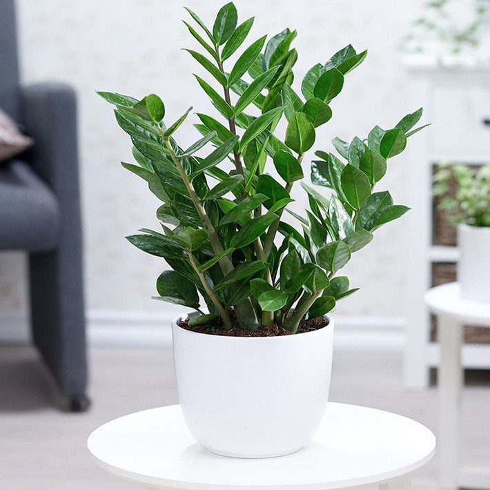 Cây cảnh kim tiền rất dễ trồng vì rễ của nó giống như củ khoai tây, chứa nhiều chất dinh dưỡng và nước nên có khả năng chịu hạn và đất nghèo rất tốt. Có thể nói chỉ cần tưới nước là cây sẽ phát triển.