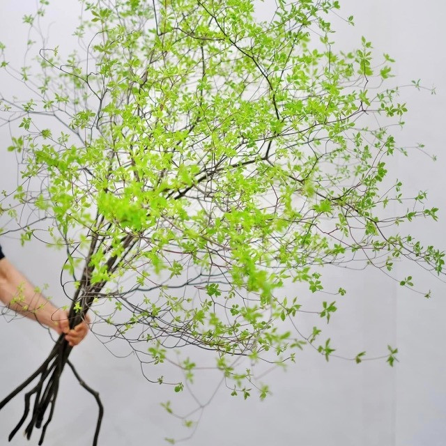 Loại cành lá đắt nhất Việt Nam này thuộc về cây thạch nham Nhật Bản, được nhập khẩu vào nước ta trong vài năm gần đây. Với hình dạng cây nhỏ gọn, hình dáng trang nhã, màu sắc xanh tươi, tràn đầy sức sống, tán lá thạch nam khiến người ta nhìn vào là có cảm giác trong trẻo, thanh sạch, mát rượi cả mùa hè. Ảnh minh họa hoathangtu