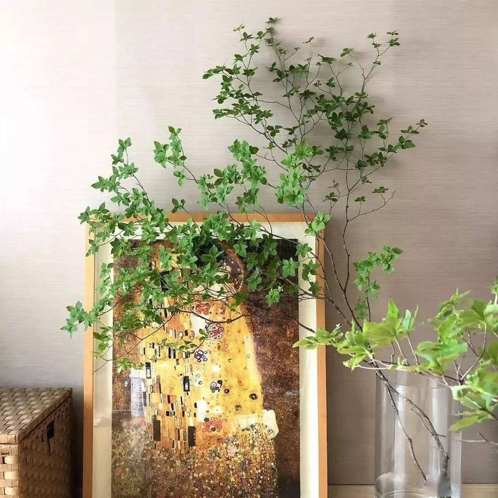 Tại Nhật Bản, cây cảnh này được trồng nhiều ở các khu vườn và mọc hoang dại ở các vùng núi cao. Thời điểm đẹp nhất để thu hoạch thạch nam, vận chuyển sang các nước là vào mùa xuân - hè (từ tháng 4 đến tháng 8, 9). Ảnh minh họa SH