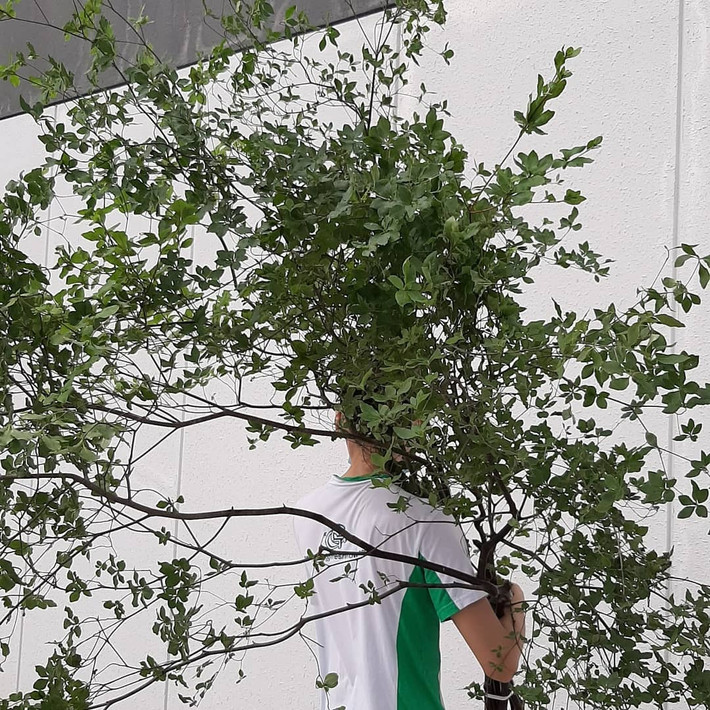 Họ này được chia thành 8 - 9 phân họ, trong đó Enkianthoideae gồm 16 loài, có nguồn gốc từ Đông Á, từ dãy Himalaya đến Đông Nam Á, Trung Quốc, Hàn Quốc và Nhật Bản.