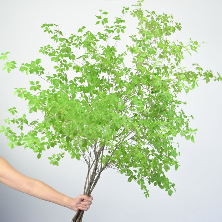 Nếu người già nghe giá của cành lá đắt nhất Việt Nam này chắc chắn sẽ cảm thấy điên rồ. Ai nghĩ chỉ tùy tiện cắt vài cành lá là có thể bán từ vài trăm đến vài triệu đồng? Tuy giá trị của chúng không nhỏ nhưng rất nhiều người chờ đợi đến mùa hè để được bỏ tiền triệu rước về nhà cắm chơi. Ảnh minh họa mflorist