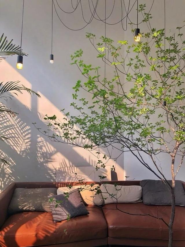 Những cành lá đắt nhất Việt Nam này mang lại vẻ đẹp thiên nhiên tinh tế, chữa lành tâm hồn mỏi mệt của những người phải bươn chải ở thành phố. Chính vì vậy, dù giá cao nhưng cành lá đắt nhất Việt Nam này vẫn được yêu thích. Ảnh minh họa SH
