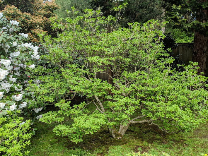 Họ Thạch nam hay còn gọi là Đỗ quyên có tên khoa học là Ericaceae, là một họ thực vật có hoa bao gồm 124 - 135 chi và khoảng 4.250 loài. Nơi sống chủ yếu của Ericaceae là khu vực ôn đới với các cây phổ biến như: nam việt quất, thạch nam, đỗ quyên…Ảnh minh họa seattlejapanesegarden