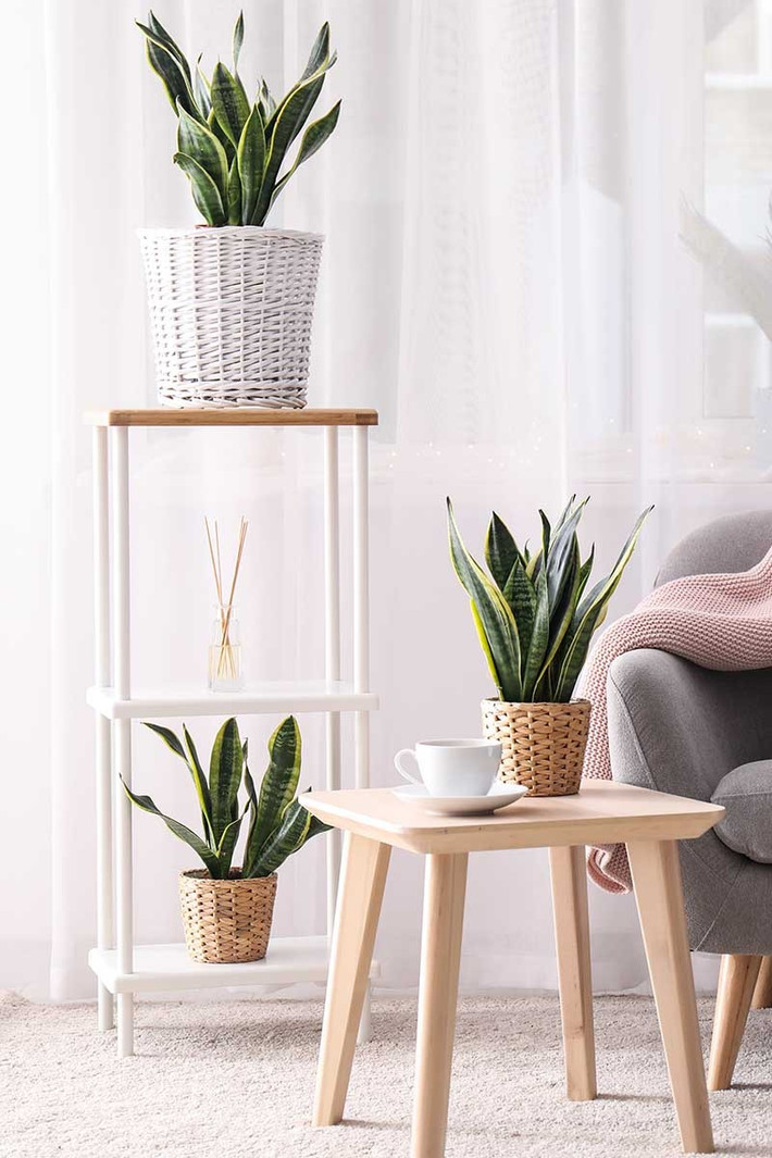Lưỡi hổ có khả năng chịu hạn rất tốt. Nó thích đất trồng trong chậu khô ráo hơn là ẩm ướt. Nó sợ nhất là bị đọng nước và thối rễ do tưới quá nhiều nước.